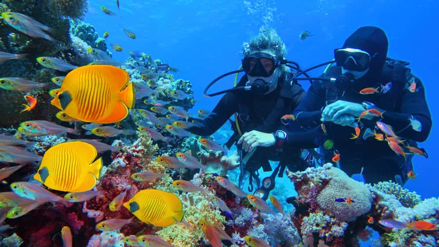 From Hurghada: Scuba Diving with Expert Guide & 2 Dives - Morning pickup from Hurghada hotels
