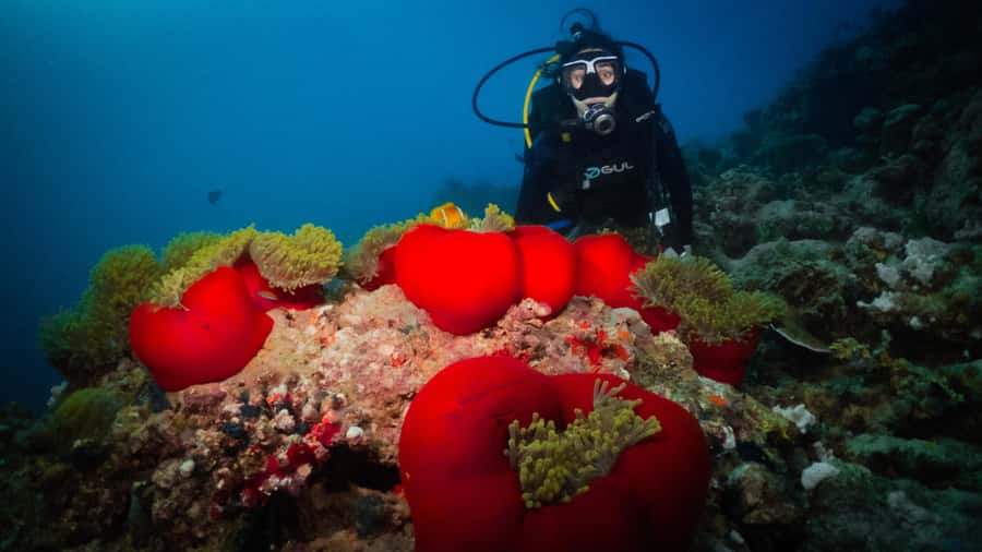 From Jeddah: Boat Trip and Diving for Certified Divers - Key points to know before booking