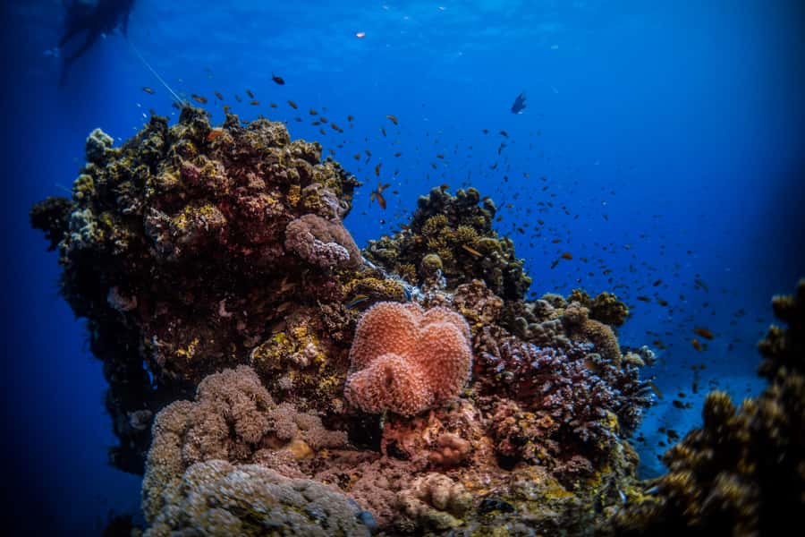 From Jeddah: Boat Trip and Diving for Certified Divers - Setting out from Al-Haddad Scuba in Jeddah