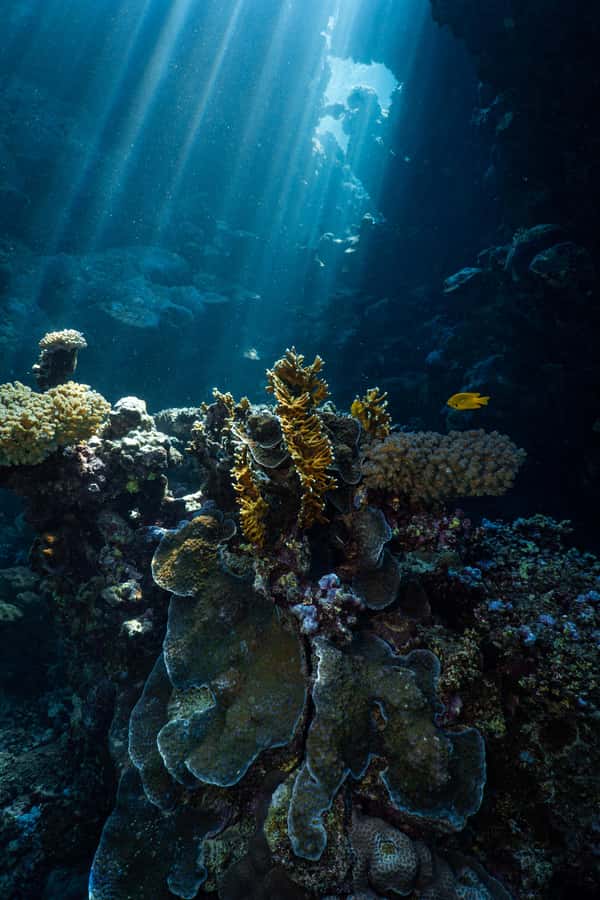 From Jeddah: Boat Trip and Diving for Certified Divers - First underwater session at MWGM+G3 Jeddah