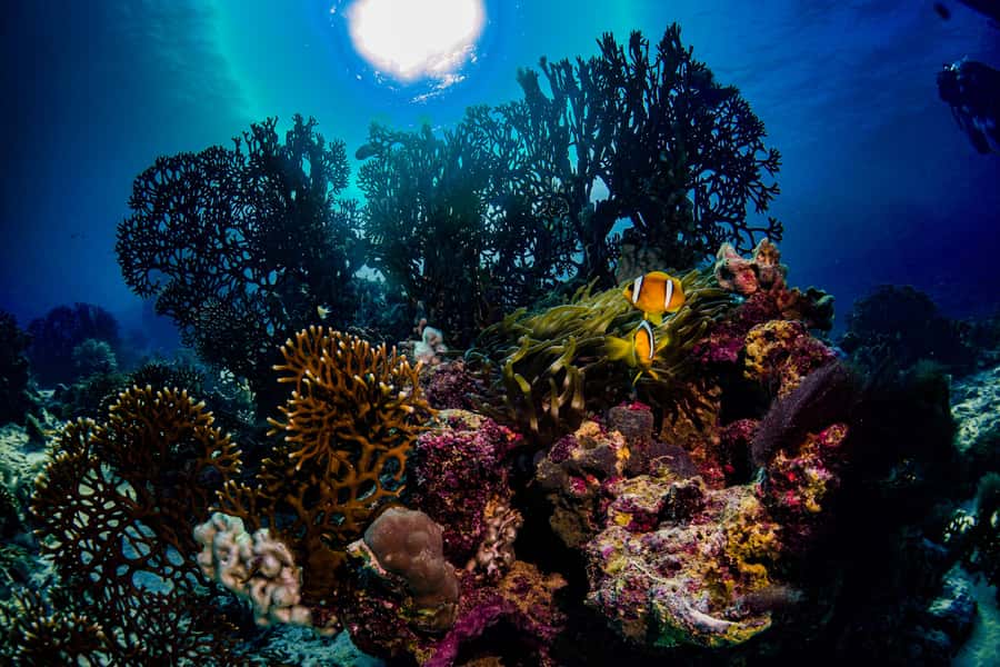 From Jeddah: Boat Trip and Diving for Certified Divers - The break, breakfast, and boat routine