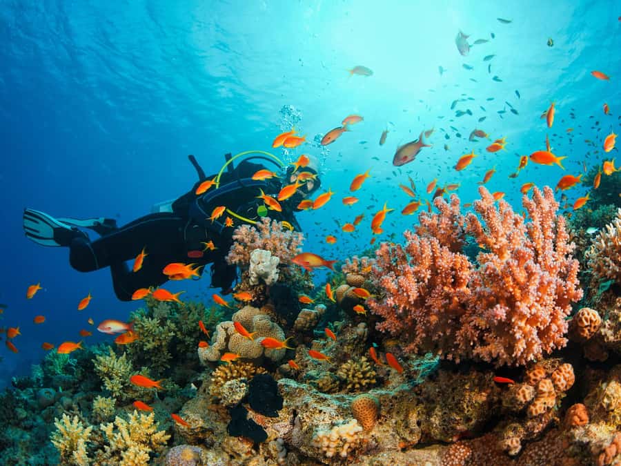 From Khasab: Diving Experience in Khasab - Key points to know before booking