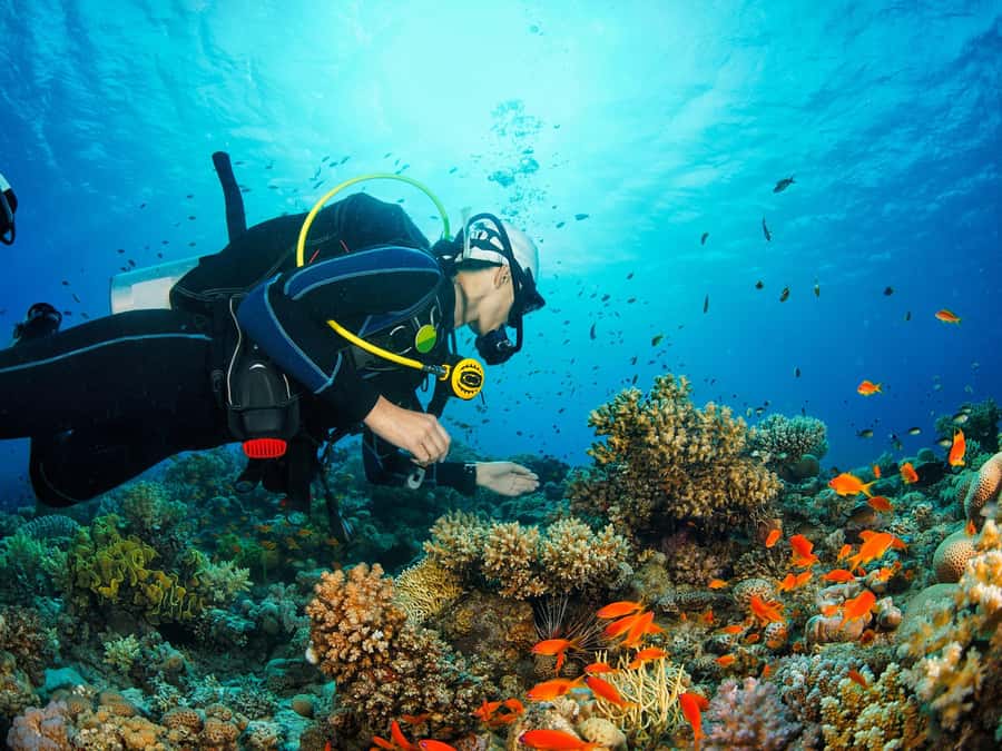 From Khasab: Diving Experience in Khasab - Why Musandam works so well for an underwater trip