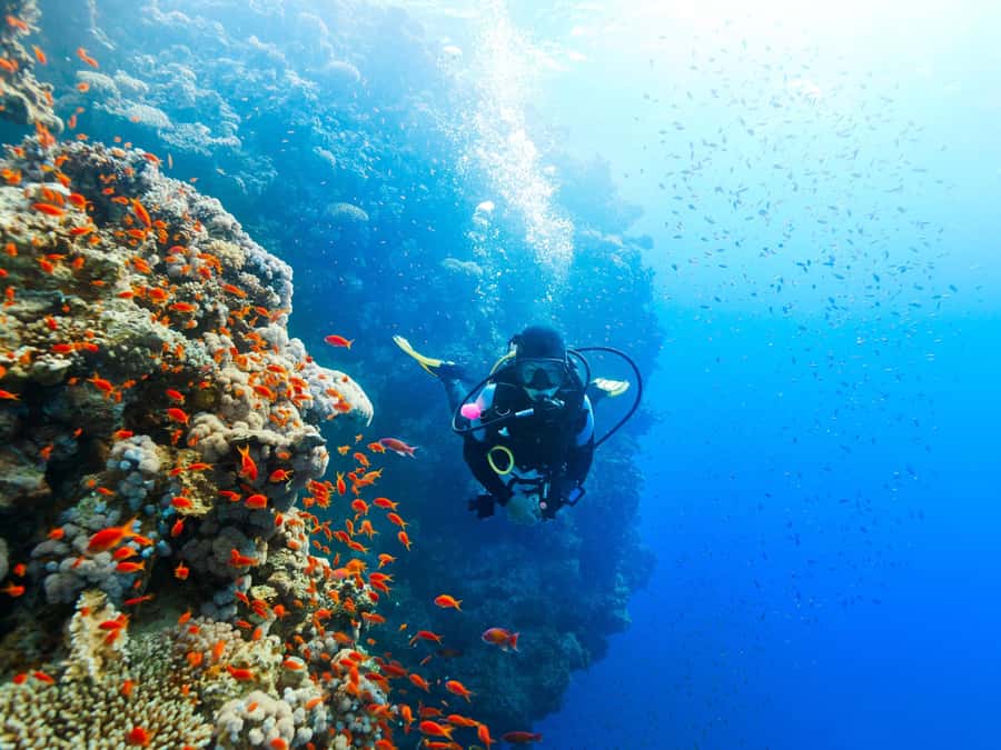 From Khasab: Diving Experience in Khasab - Speedboat travel and the six-hour schedule