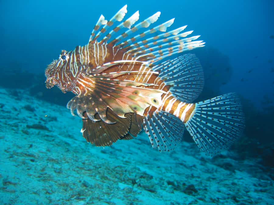 From Koh Kood: Certified Dive Trip - Should you book this Koh Kood scuba trip?