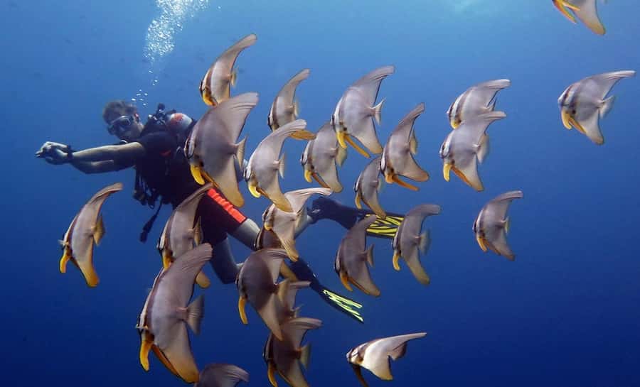From Koh Kood: Certified Dive Trip - A seven-hour start from your Koh Kood hotel