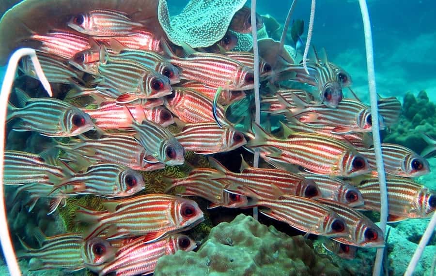 From Koh Kood: Certified Dive Trip - Lunch, swimming, and a pause between sessions