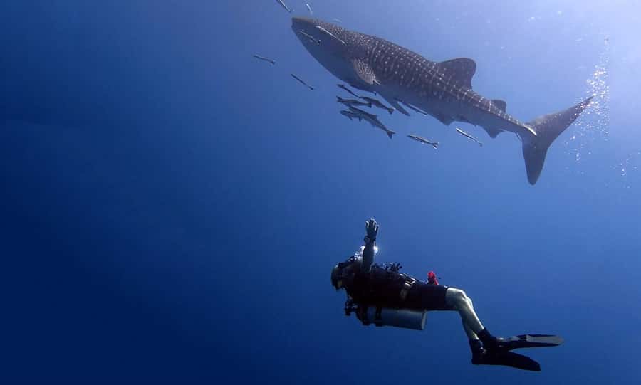 From Koh Kood: Certified Dive Trip - Equipment, preparation, and safety