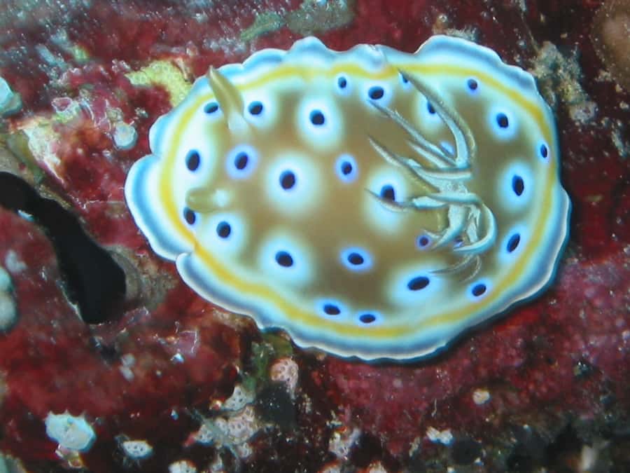 From Koh Kood: Certified Dive Trip - Who will enjoy this most