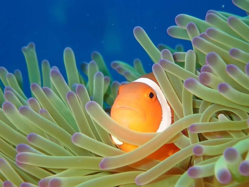 From Naha Scuba Diving Trip in Kerama(for certified divers) - Key points before you book