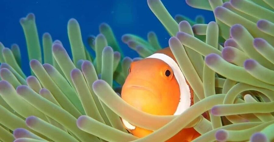 From Naha Scuba Diving Trip in Kerama(for certified divers) - Why the Kerama Islands are worth the boat ride