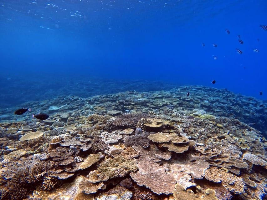 From Naha Scuba Diving Trip in Kerama(for certified divers) - A useful 45-minute briefing before departure
