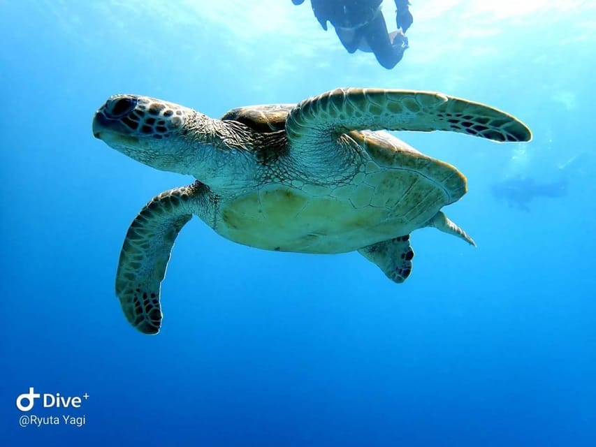 From Naha Scuba Diving Trip in Kerama(for certified divers) - First and second underwater sessions