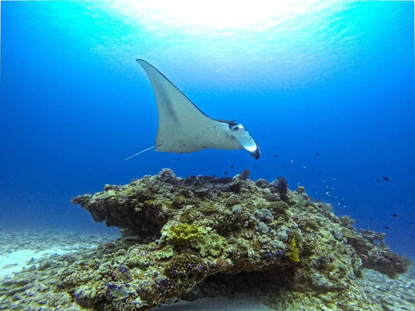 From Naha Scuba Diving Trip in Kerama(for certified divers) - Lunch on the boat and the optional third descent