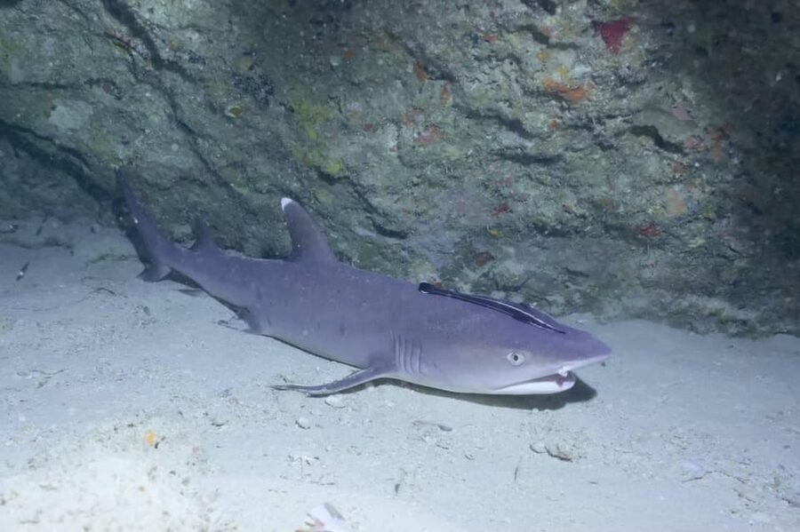 From Naha Scuba Diving Trip in Kerama(for certified divers) - Underwater photos add real value