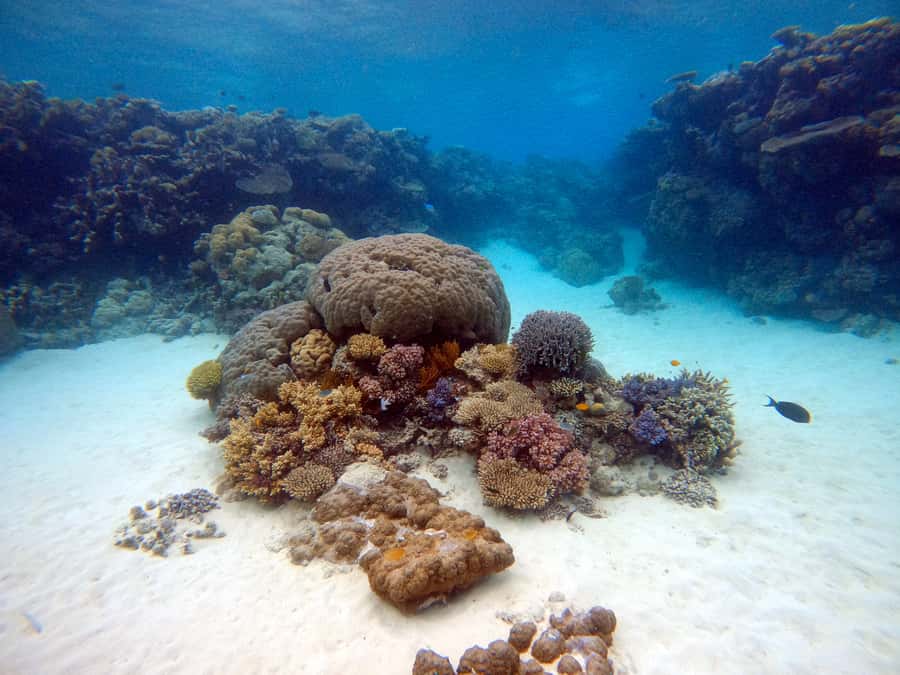 From Pattaya: Snorkeling or Beginner Scuba Diving Tour - Quick takeaways