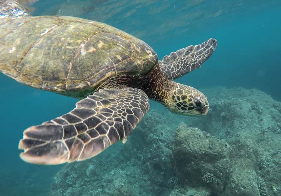 From Pattaya: Snorkeling or Beginner Scuba Diving Tour - What the Pattaya boat day is really like