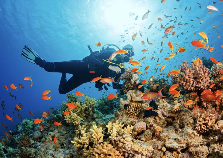 From Pattaya: Snorkeling or Beginner Scuba Diving Tour - Coral reefs, fish, and possible turtles