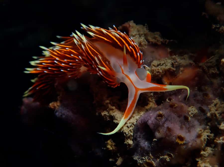 From Phi Phi: Beginner Scuba Diving Day Trip with 2 Dives - The second session around Phi Phi Leh