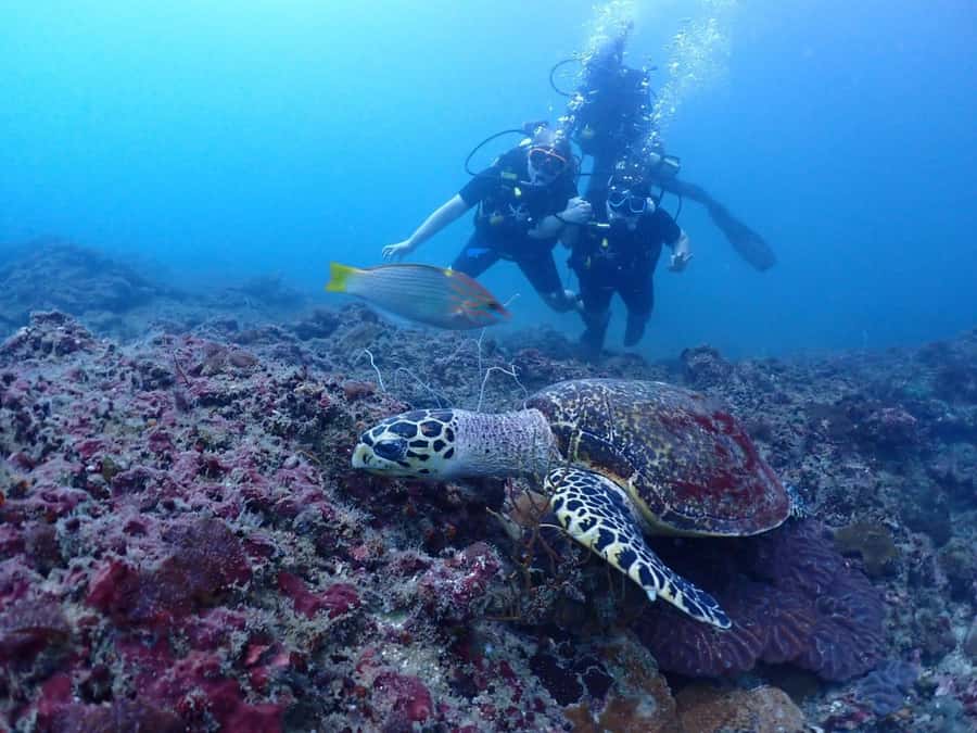From Phi Phi: Beginner Scuba Diving Day Trip with 2 Dives - Price, inclusions, and what you really pay