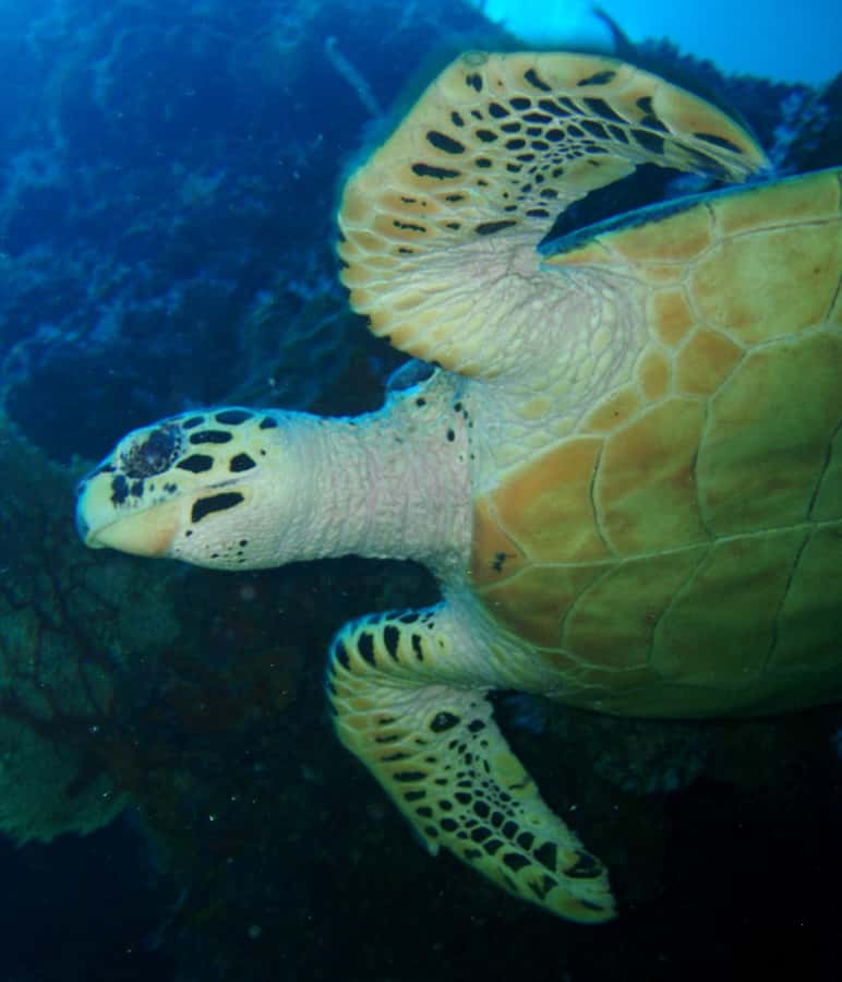 From Phi Phi: Beginner Scuba Diving Day Trip with 2 Dives - Who should book this experience