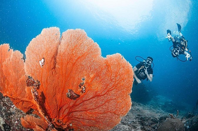 From Phi Phi Don | Half Day Discover Scuba Diving 2 Dives - Patient instruction for first-time participants