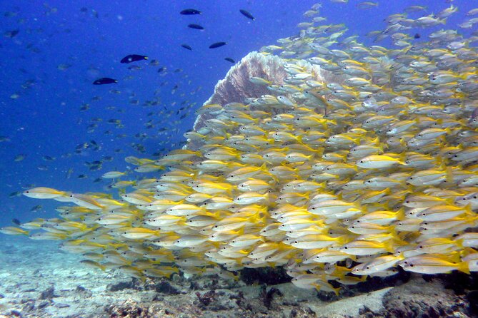 From Phi Phi: Half Day Discover Scuba (2 Dives) - Eco-friendly instruction and personal attention