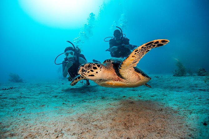 From Phi Phi: Half Day Trip for Certified Divers (2 Dives) - Two reef sessions from Koh Phi Phi Don