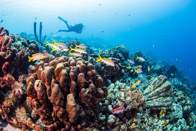 From Phi Phi: Half Day Trip for Certified Divers (2 Dives) - What happens at the main sites