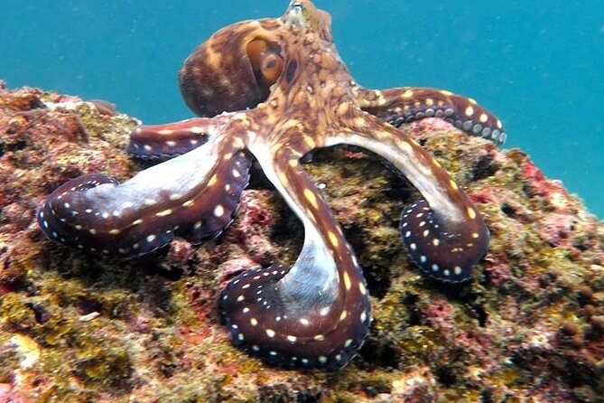 From Phi Phi: Half Day Trip for Certified Divers (2 Dives) - What the $94.51 price really covers