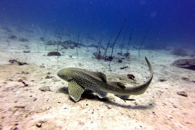 From Phi Phi: Half Day Trip for Certified Divers (2 Dives) - Staying on Phi Phi changes the planning