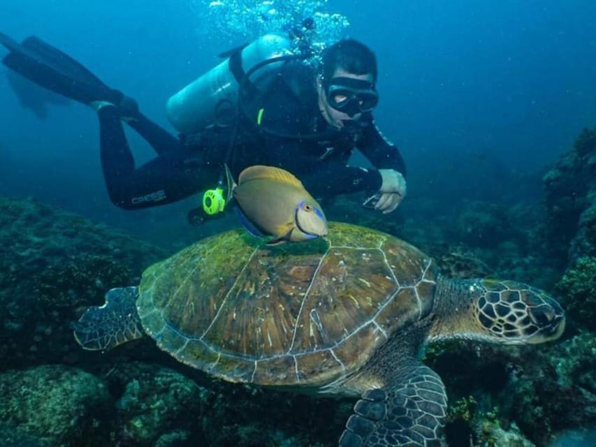 from Rio de Janeiro: Diving in Buzios - Should you book the Búzios scuba trip?