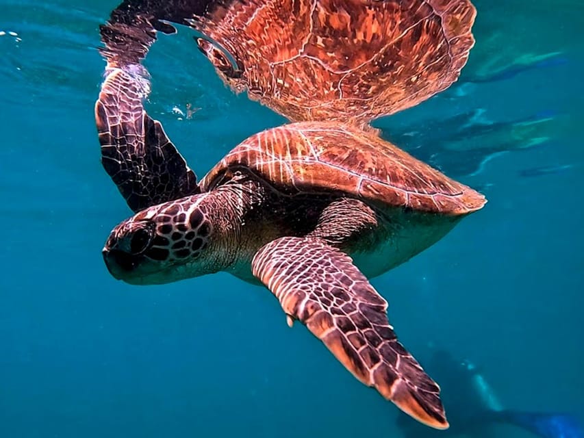 from Rio de Janeiro: Diving in Buzios - FAQ