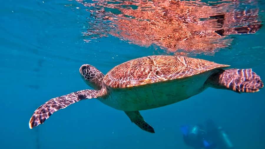 from Rio de Janeiro: Diving in Buzios - What the 45 to 60 minute water session is like
