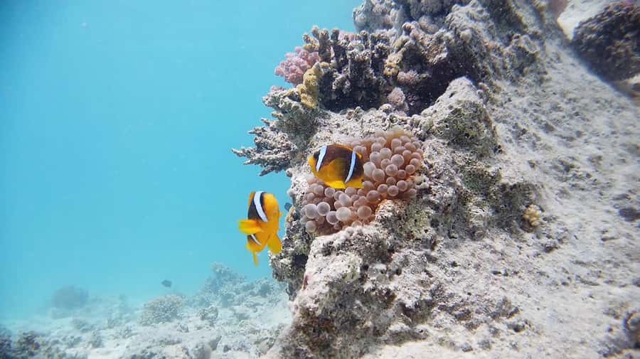 From Sharm: Luxury Diving cruise to Ras Mohammed with Lunch - The second site and underwater scenery