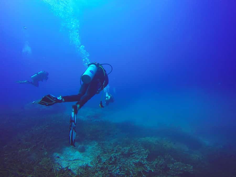 From Sharm: Luxury Diving cruise to Ras Mohammed with Lunch - Who will enjoy this most