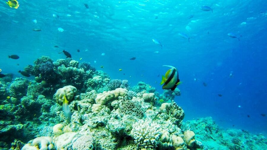From Sharm or Dahab: Blue Hole & Canyon Sea Dive Experience - Why the Blue Hole and Canyon matter