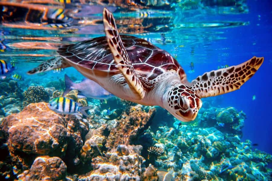 From Sharm: Ras Mohammed snorkeling cruise & optional diving - Why Ras Mohammed matters