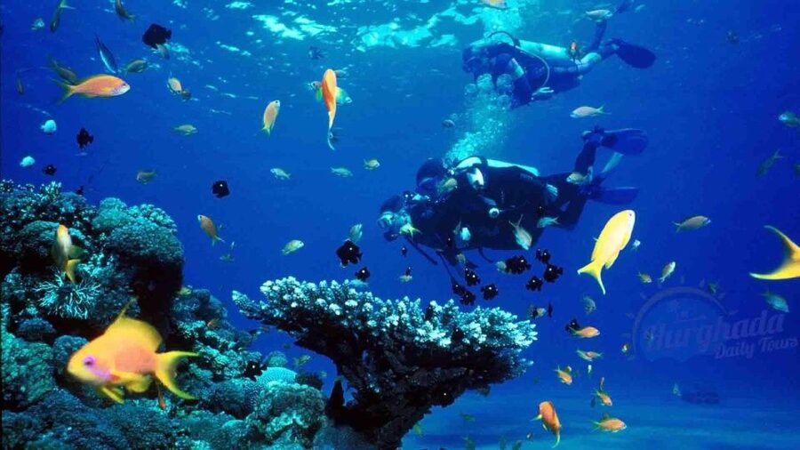 From Sharm: Ras Muhammed & White Island By Boat & intro Dive - The crew makes the difference