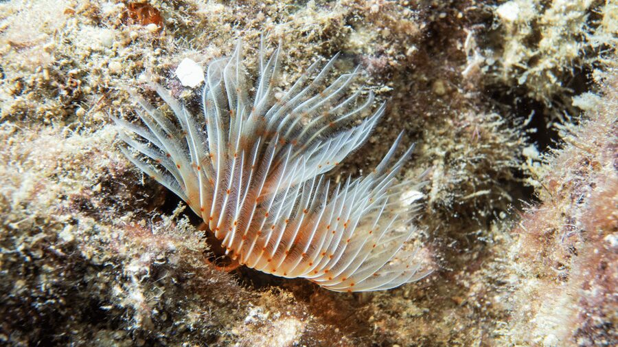 From Side: Guided Scuba Diving in Alanya w/ Lunch & Transfer - Two underwater sessions at 5 to 12 meters