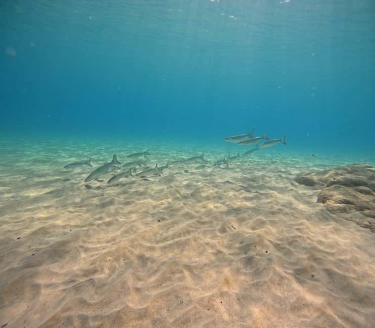Fuerteventura: First Scuba Experience – Calm 1:1 Dive - Why this Morro Jable session works for first-timers