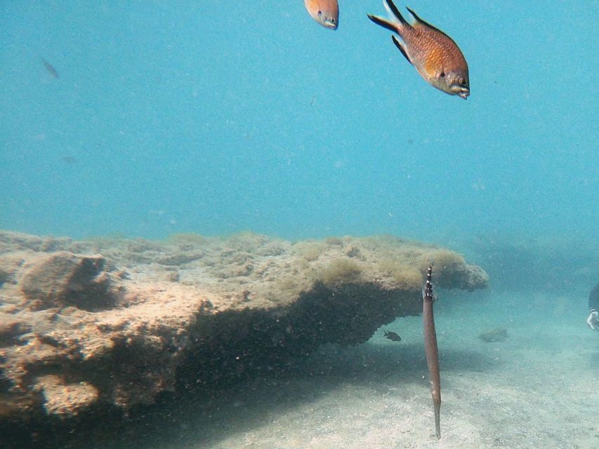 Fuerteventura: Introduction to Scuba Diving - The short trip to La Lajita