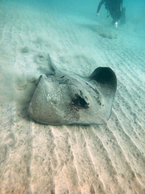 Fuerteventura: Introduction to Scuba Diving - Is $100 good value?