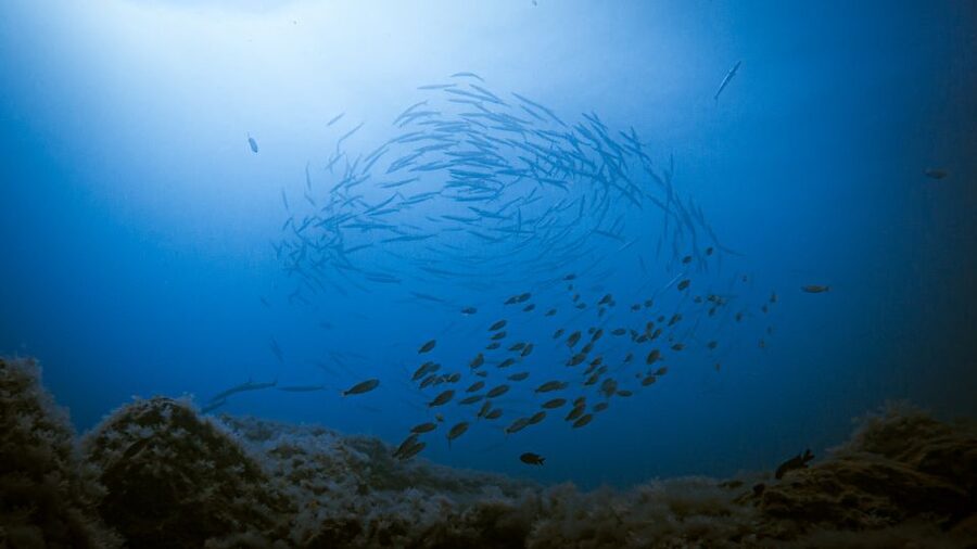 Fuerteventura: Introductory Dive in La Lajita with Pickup - From Resort Pickup to the Beach