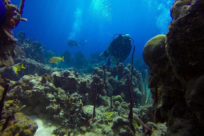 Full-Day Catalina Island Scuba Diving Tour from La Romana - What The Wall offers beneath Catalina’s surface