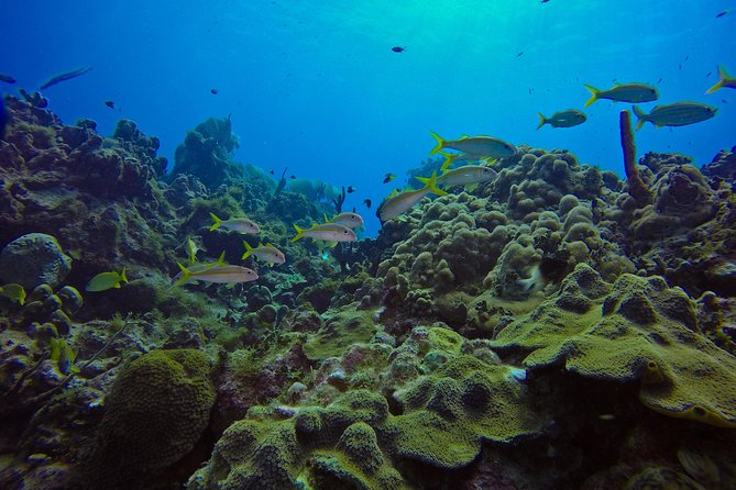 Full-Day Catalina Island Scuba Diving Tour from La Romana - The Aquarium brings shallower water and smaller creatures