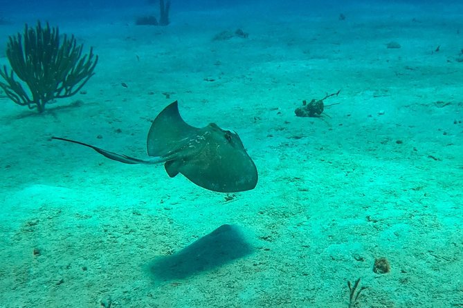 Full-Day Catalina Island Scuba Diving Tour from La Romana - Catalina beach supplies the needed land break