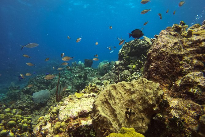 Full-Day Catalina Island Scuba Diving Tour from La Romana - What to expect from the Dominican BBQ