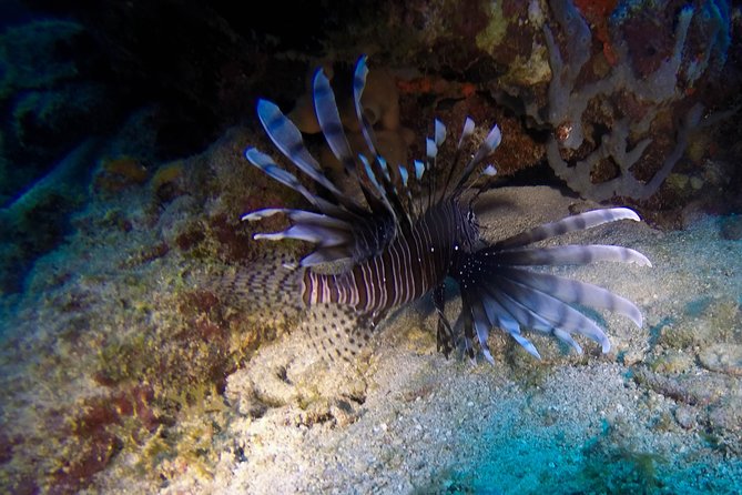 Full-Day Catalina Island Scuba Diving Tour from Punta Cana - The Aquarium: shallower water and easier viewing