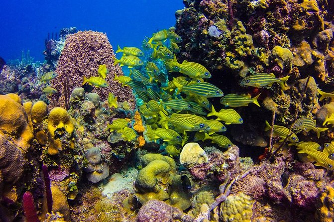 Full-Day Catalina Island Scuba Diving Tour from Punta Cana - The Wall: a dramatic first underwater stop